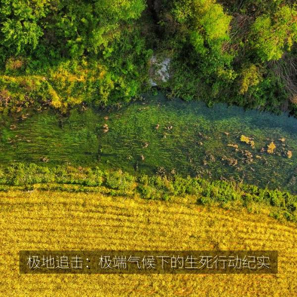 极地追击：极端气候下的生死行动纪实